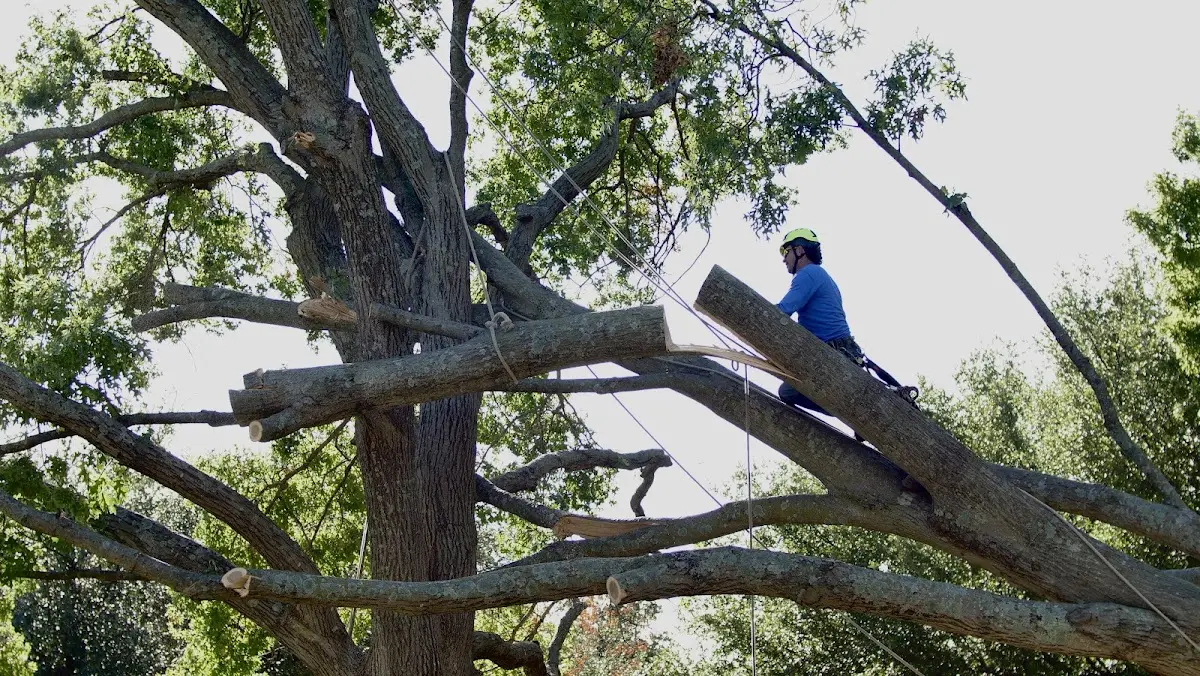 Professional Crown Thinning performed by certified arborists in Maumelle