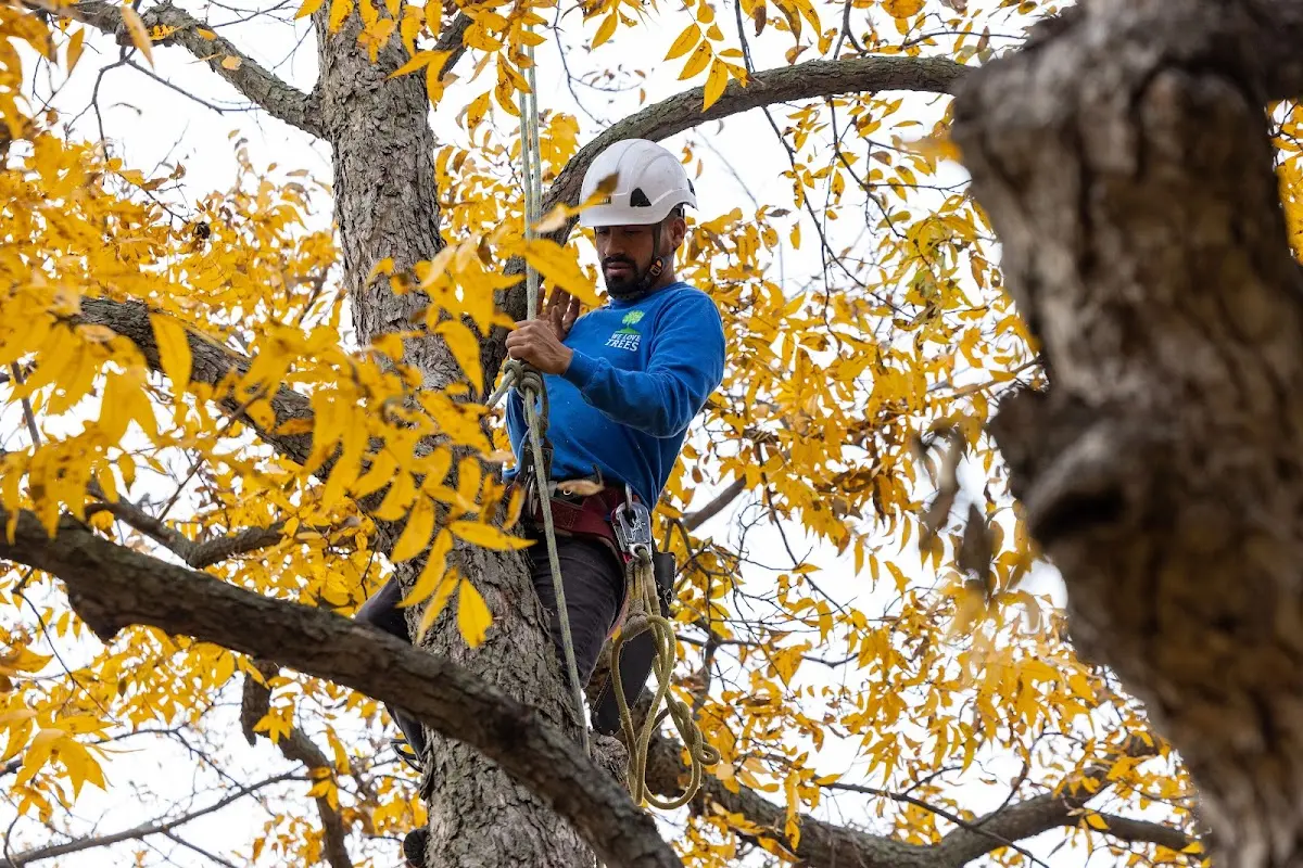 Skilled Tree Transplanting crew working in Maumelle