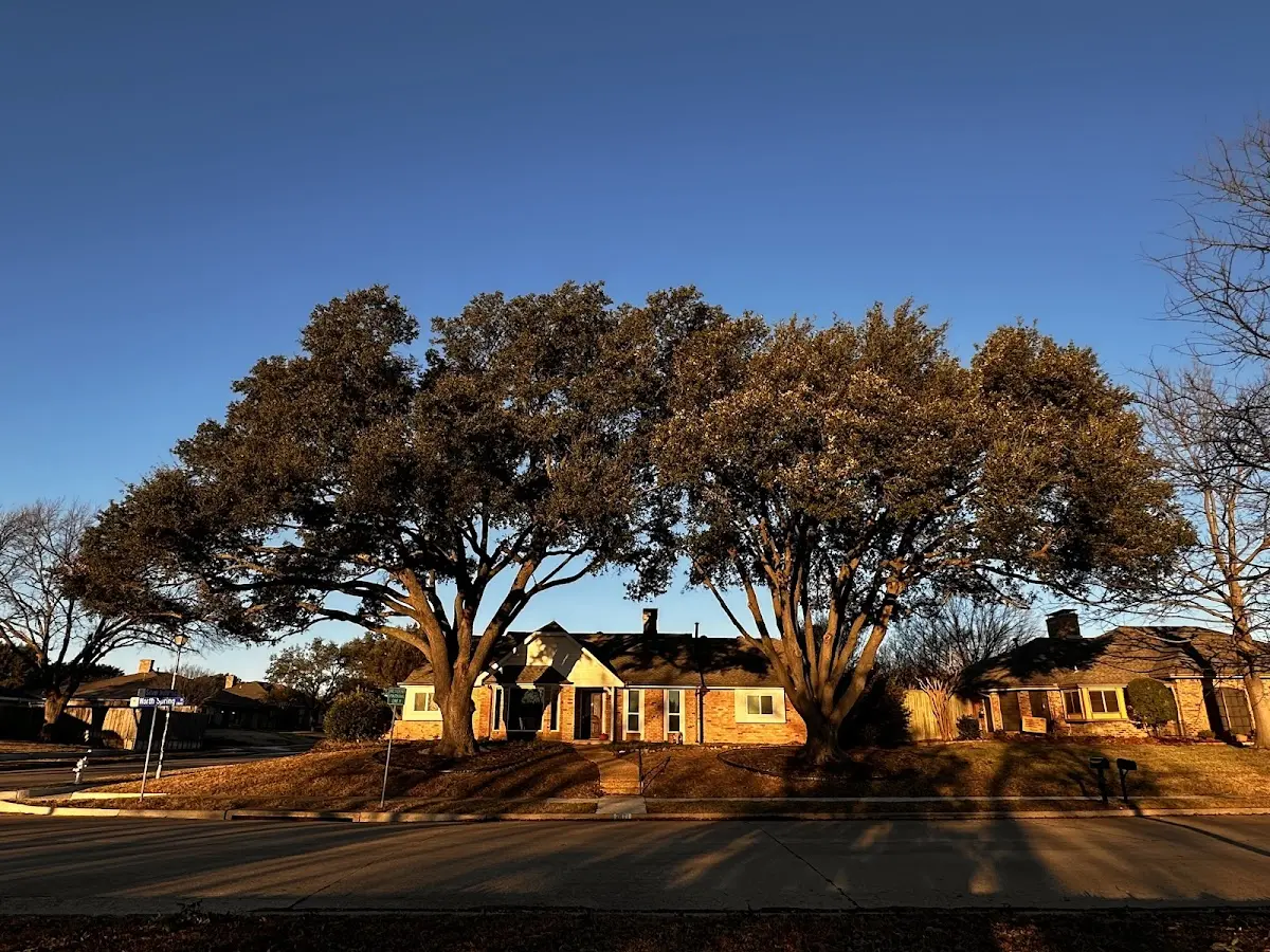 Established residential canopy tree shading a home in Maumelle